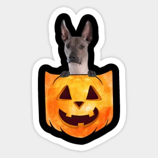 Xoloitzcuintli Dog In Pumpkin Pocket Halloween Sticker